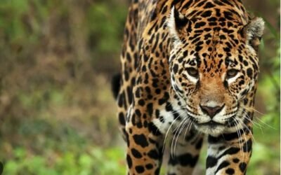 REALIZAN CAMPAÑA PARA PONERLE NOMBRE AL SEXTO YAGUARETÉ VISTO EN EL MONTE CHAQUEÑO