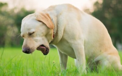 ¿Sabes cómo detectar la “tos de la perrera” en tu mascota?El Veterinario Federico Urrutia dio detalles de esta enfermedad que afecta a los canes.