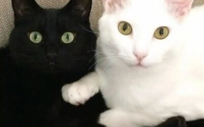 Veterinarios piden que no se den en adopción gatos negros o blancos en el mes de octubre.Entérate en la columna del Doc Federico Urrutia el porqué.