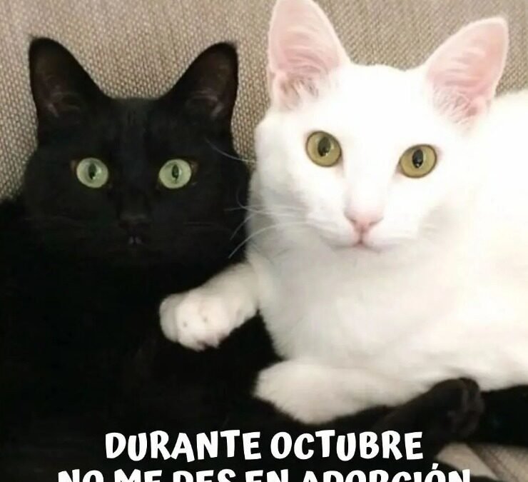Veterinarios piden que no se den en adopción gatos negros o blancos en el mes de octubre.Entérate en la columna del Doc Federico Urrutia el porqué.