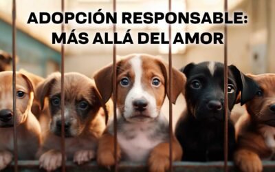 ¿Ya decidiste adoptar una mascota?