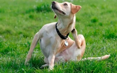 Con la llegada del calor aumenta la proliferación de pulgas y garrapatas. ¿Cómo podemos prevenir y tratar este problema en nuestras mascotas?